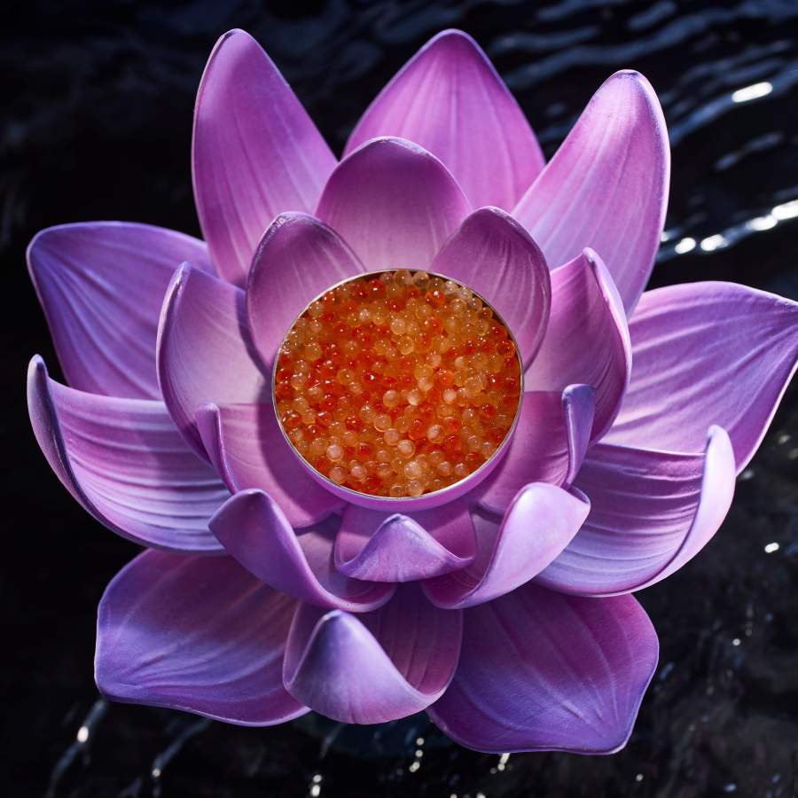 Asia Expedition: Lotus Flower.